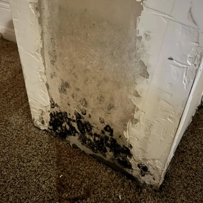 Professional Mold Removal in Tulsa, OK
